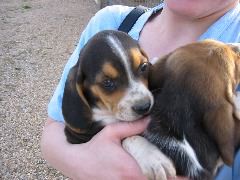 Beagle Puppies!