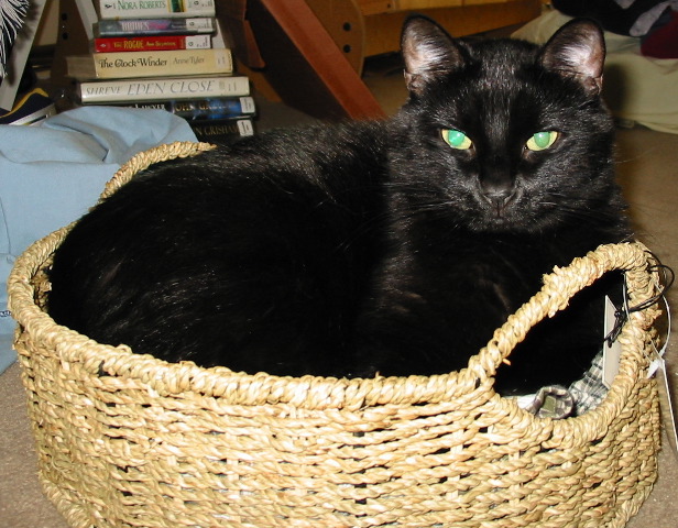 Steinway in his basket