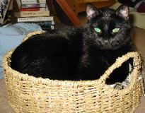 Steinway in his basket