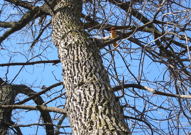 Can that squirrel really balance the corn?